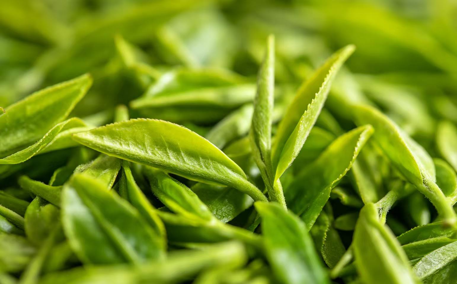 Tendencia de fabricación inteligente: proveedor líder de máquinas de pesaje de té de China lanza nuevos equipos de alta precisión