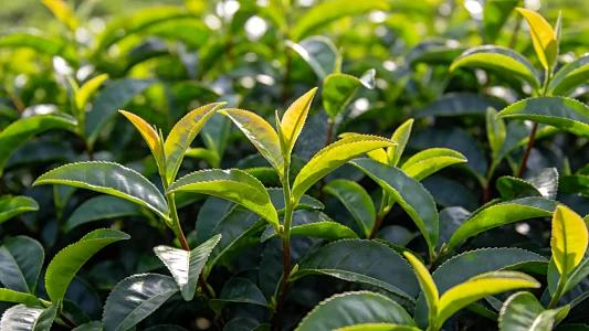 El fabricante de máquinas de pesaje de té de China se suma a la ola de fabricación ecológica para ampliar su presencia en el extranjero
